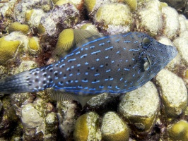 IMG 4110 Scrawled Filefish